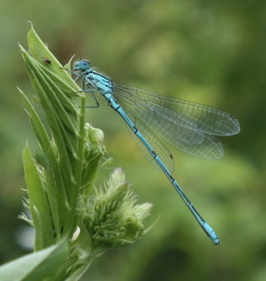 Common Blue Damselfly.jpg