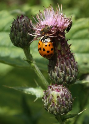Harlequin Ladybird.jpg