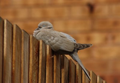 Collared Dove.jpg