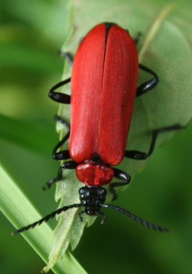 Black-headed Cardinal Beetle.jpg