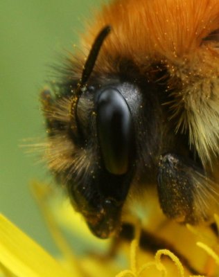 Common Carder-bee.jpg