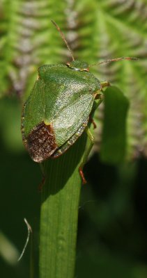 Common Green Shiledbug.jpg