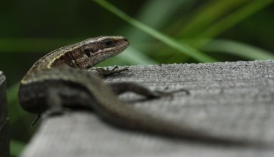 Common Lizard.jpg