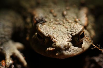 Common Toad.jpg