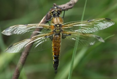 dragonflies__damselflies