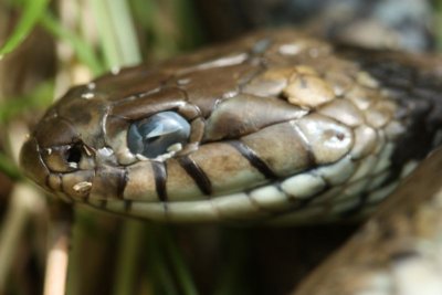 Grass Snake (dead).jpg