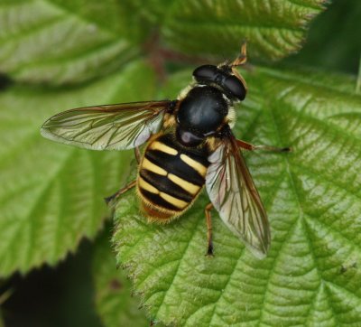 bees_wasps__flies