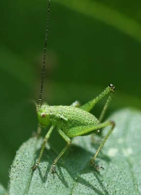grasshoppers_crickets_leafhoppers__froghoppers