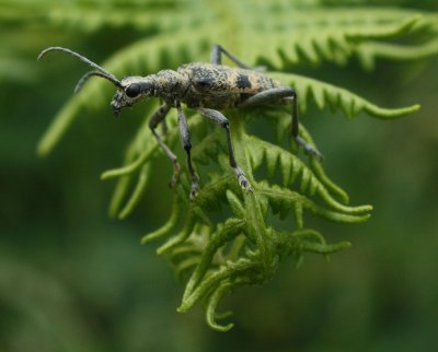 Speckled Longhorn Beetle.jpg