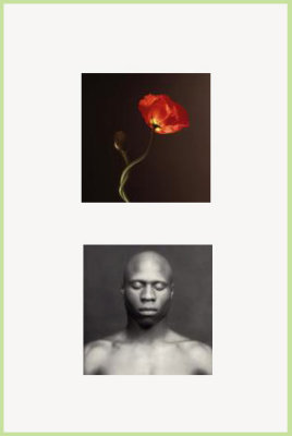 2 works by mapplethorpe: for patricia