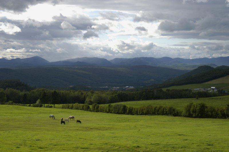 Charlevoix-Horses.jpg