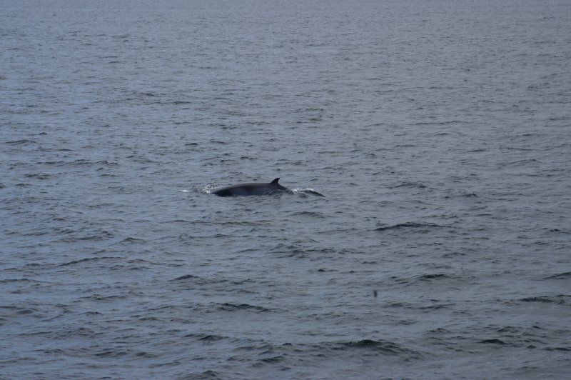 Fin Whale.jpg