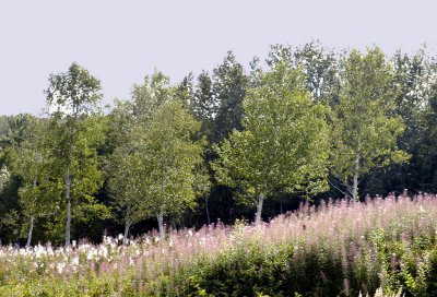 Charlevoix-Wild Flowers-QC