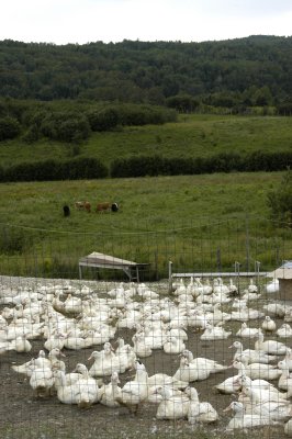 Duck Farm 1.JPG