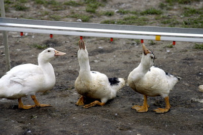 Duck Farm 4.JPG
