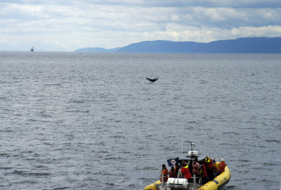 Humpback 2.jpg