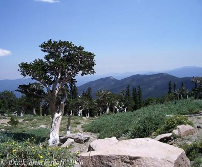 Mt. Evans Hill Climb & Durango Century