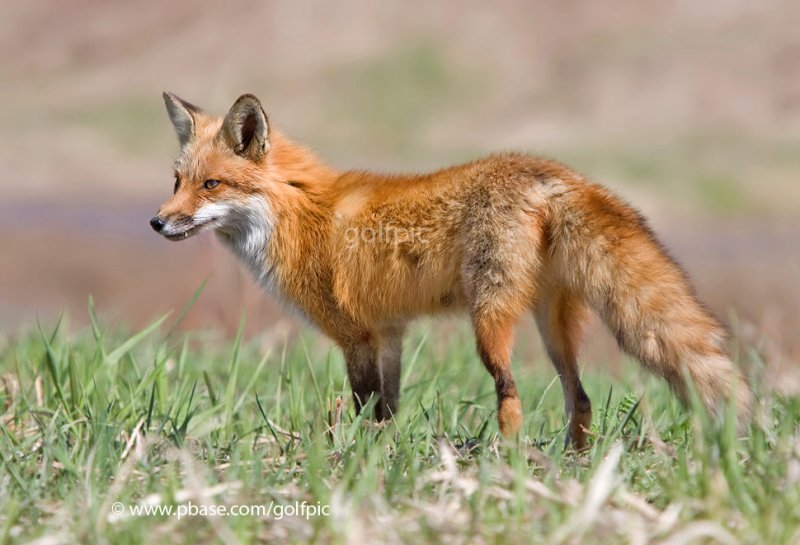 Red Fox 