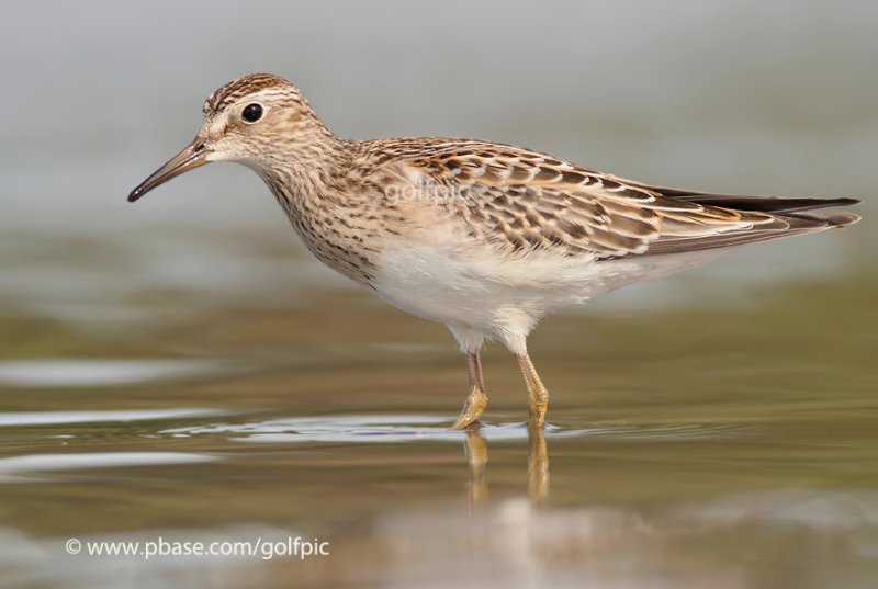 Pectoral Sandpiper