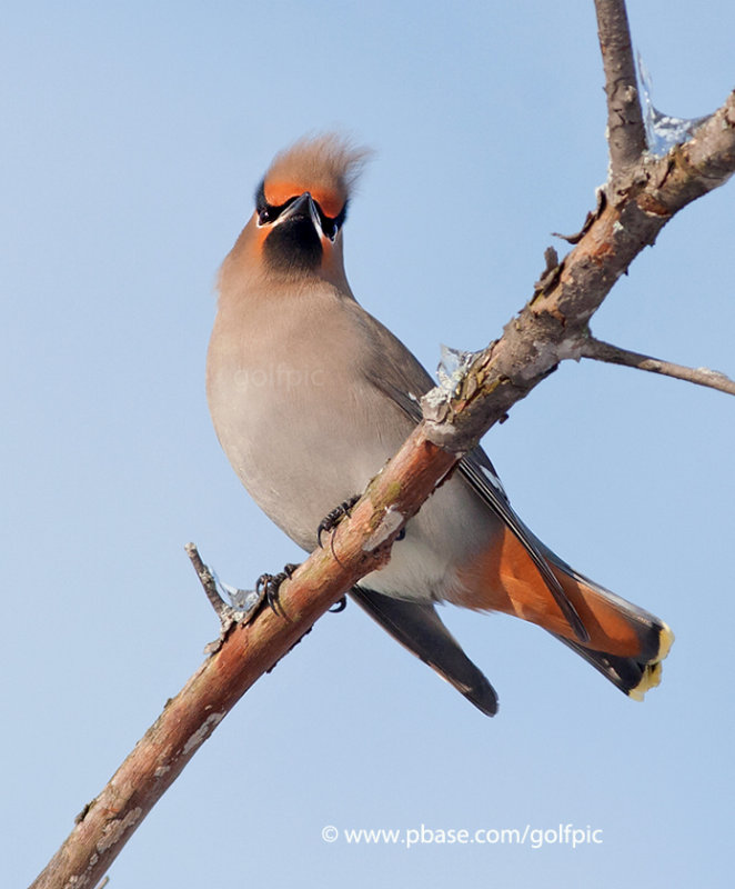 Bohemian Waxwing