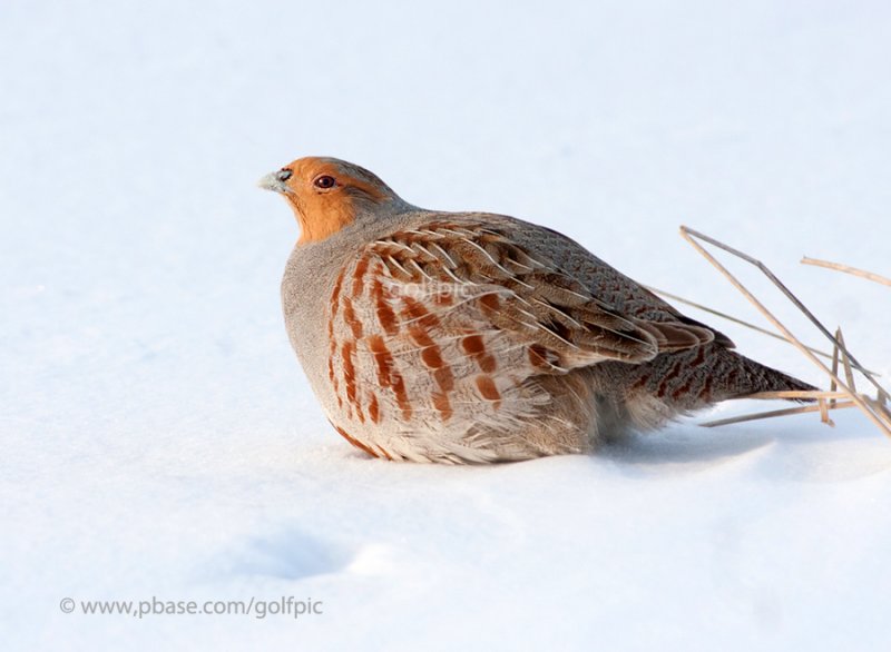 Gray Partridge