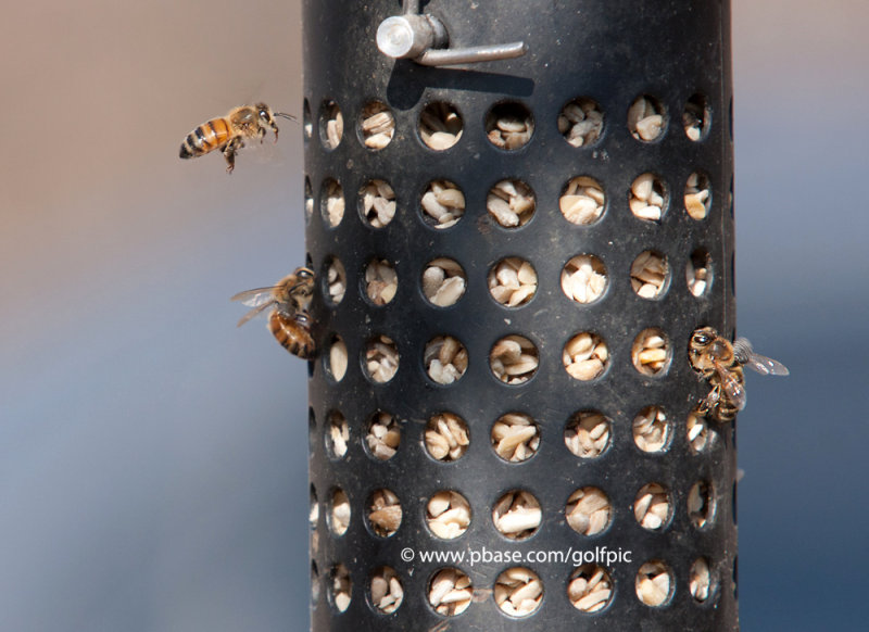 Bees crazy for peanuts?