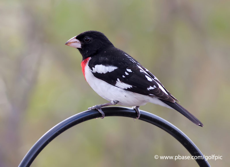 Rose-breasted Grosbeak