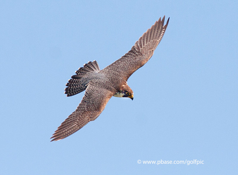 Peregrine Falcon
