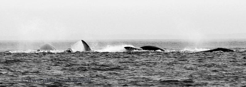 North Atlantic Right Whales frolicking.   Its an orgy!, shouted the ships mate.
