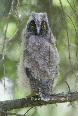 Long-eared Owl juvenile