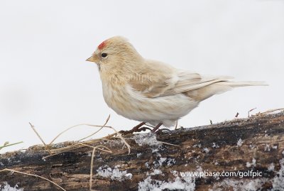 An uncommon Common Redpoll (leucistic)