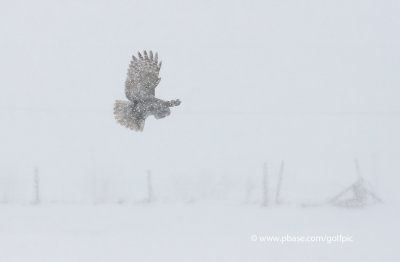 Great Gray Owl