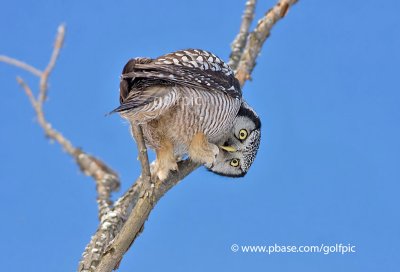 Northern Hawk Owl