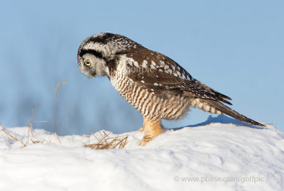 Northern Hawk Owl