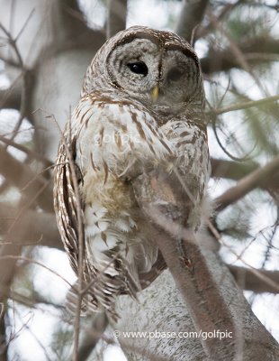 Barred Owl