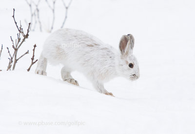 Snowshoe Hare