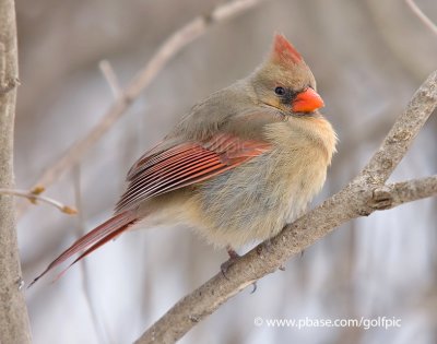 Drowsy Cardinal