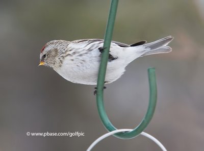 Hoary Redpoll