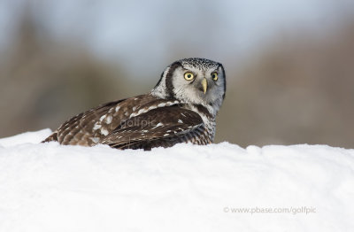 Northern Hawk Owl