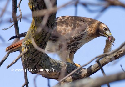 Redtail Hawk with lunch (yum)