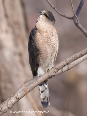 Coopers Hawk (male)