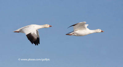 Snow Geese in flight