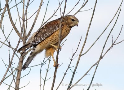 Red-shouldered Hawk (nesting pair)