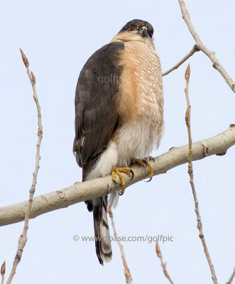 Sharp-Shinned Hawk (nesting pair)