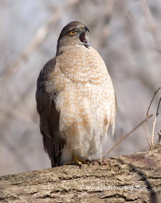 Coopers Hawk (female)