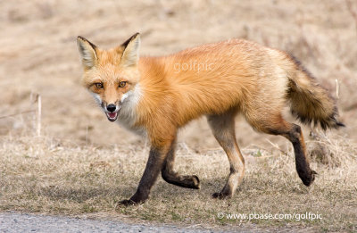 fox20118xnsn.jpg