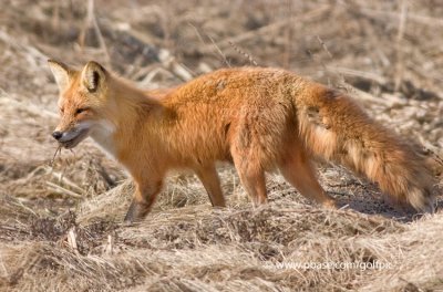 Red Fox and prey