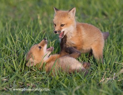 Fox pups at play