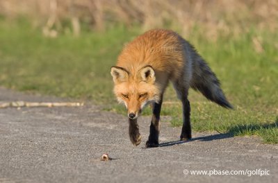Red Fox and small snack