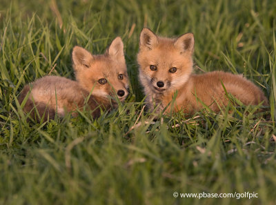 Fox pups 